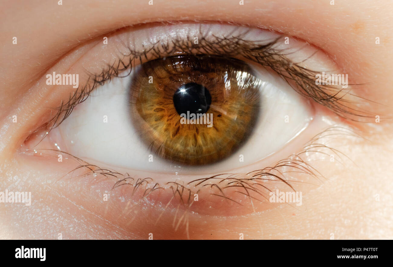 Einen Wunderschonen Haselnussbraunen Augen Schliessen Blick In Die Kamera Stockfotografie Alamy
