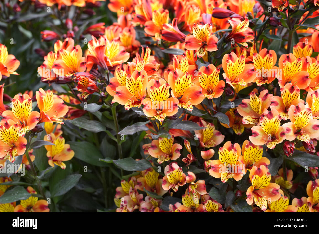 Alstroemeria Indian Summer 'Tesronto' Blumen. Stockfoto