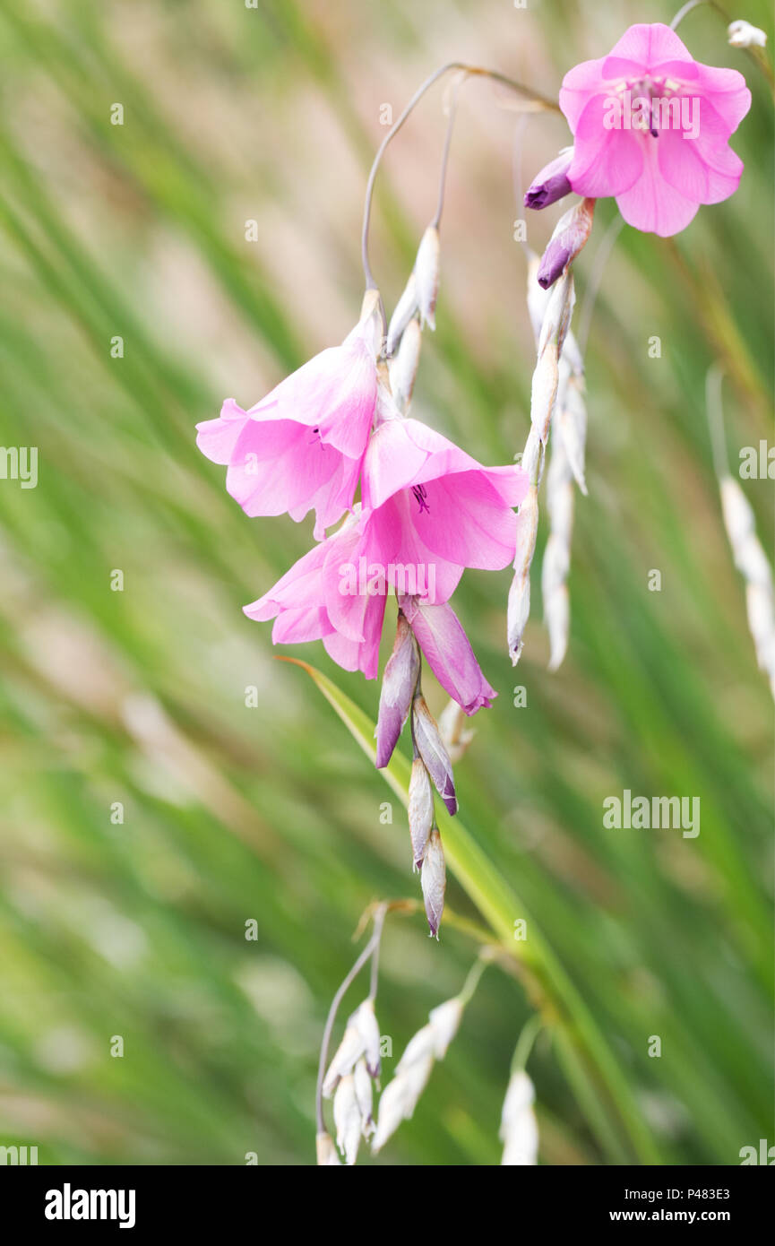 Dierama pulcherrimum Blumen. Stockfoto