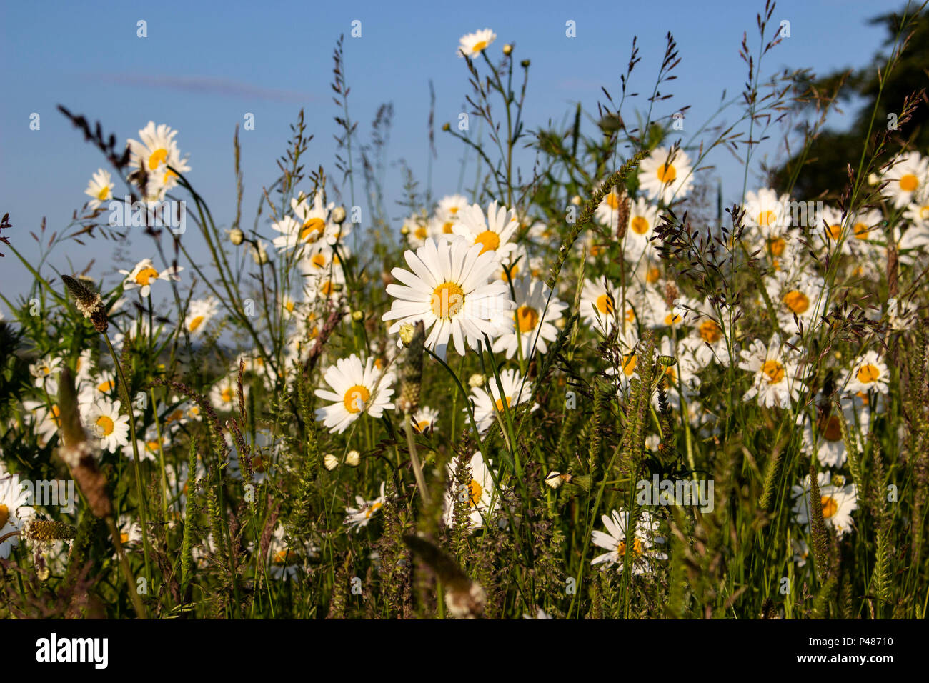 Bereich der weißen Gänseblümchen unter einem blauen Sommerhimmel Stockfoto
