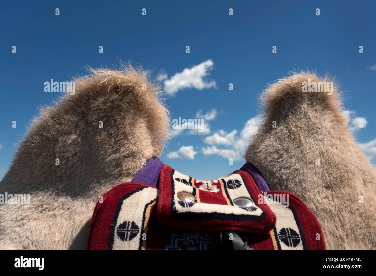 Zwei weiche Kamel Höcker und dekorative Sattel erwarten Reiter an touristischen Anschlag entlang der Autobahn, Xilinhot, der Inneren Mongolei, China Stockfoto