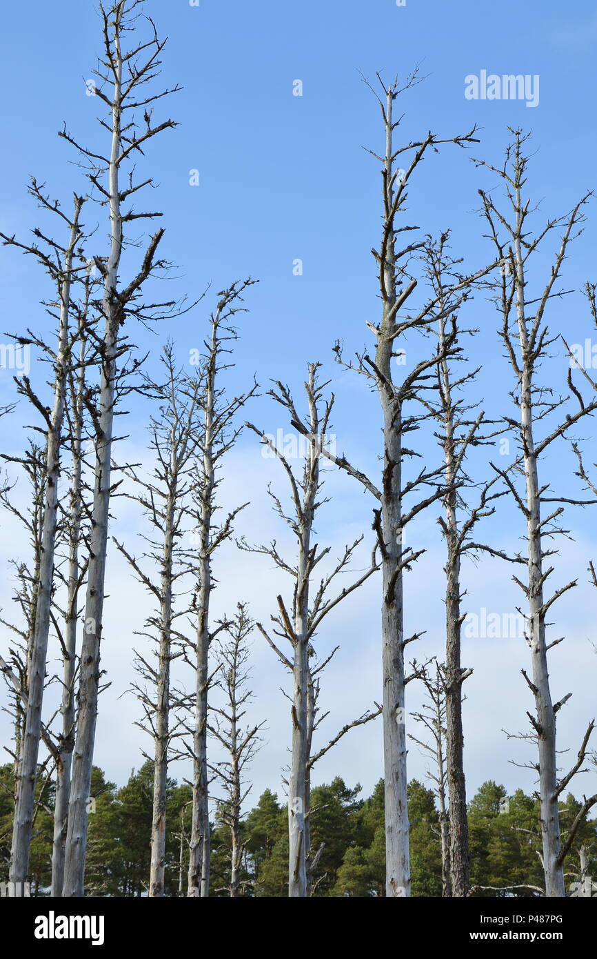 Schottische Kiefernwald, Camore Holz; Dornoch, Schottland. Großbritannien Stockfoto