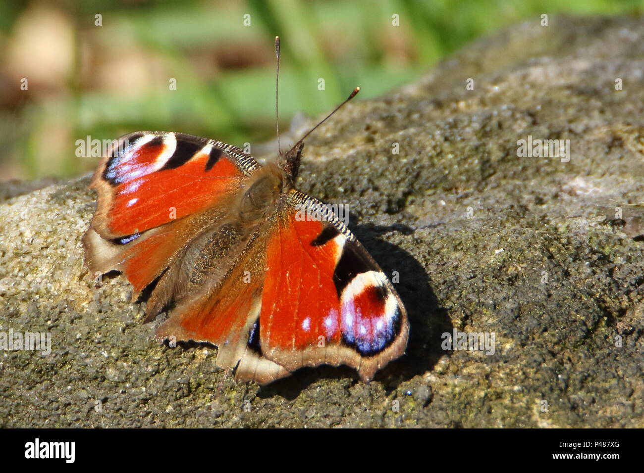 Tagpfauenauge, Nymphalis io, Sonnenbaden in der Frühlingssonne. Huby, North Yorkshire. Großbritannien Stockfoto