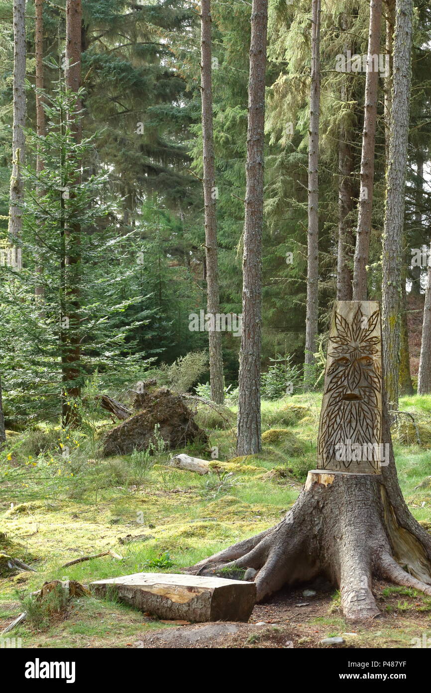 Baum schnitzen in Holz, Camore Dornoch, Schottland. Großbritannien Stockfoto