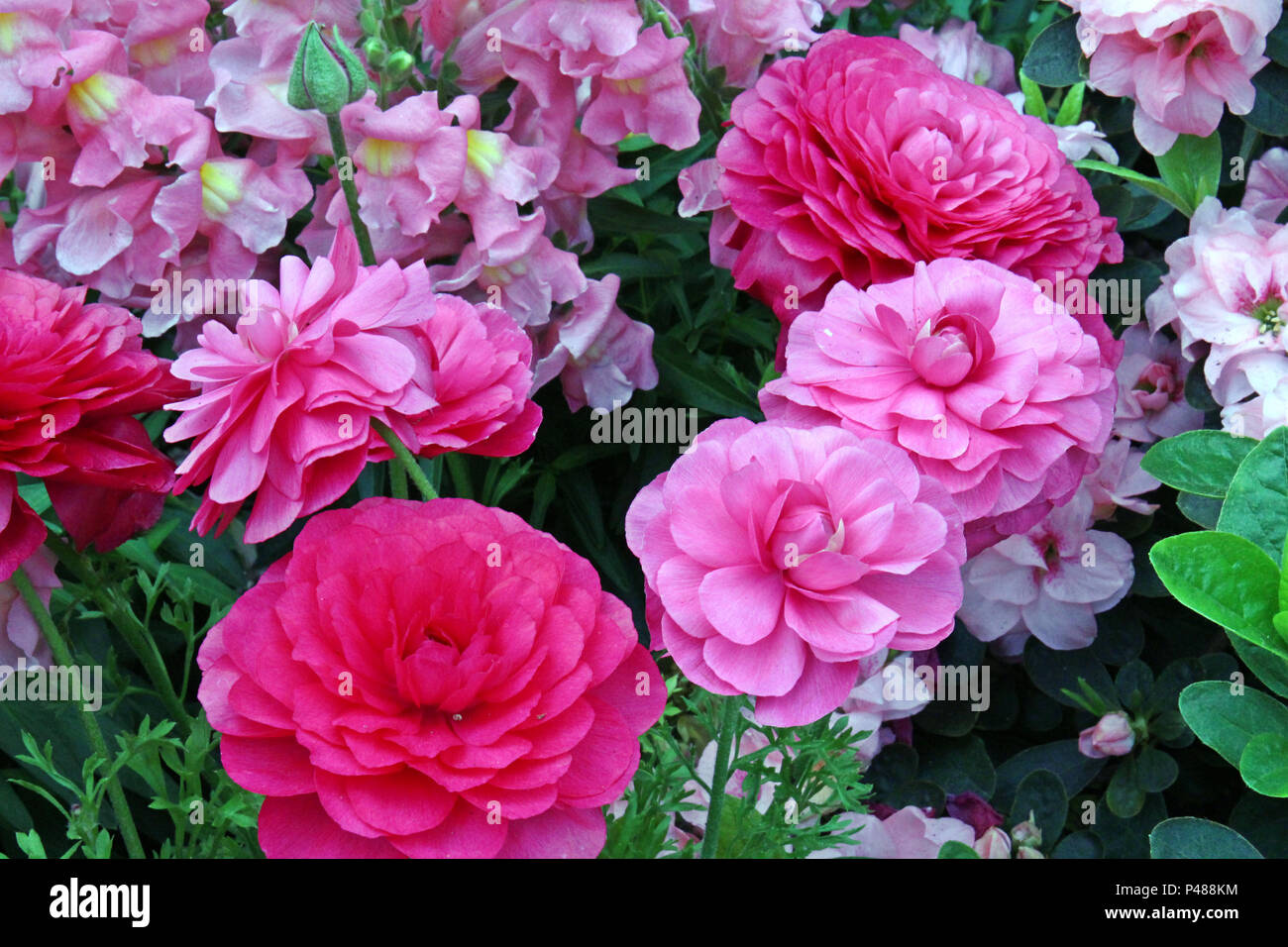 Nahaufnahme von einer wunderschönen Blume Bett mit rosa und rote Ranunkeln und rosa Snapdragons in unterschiedlichen Stadien der Blüte im Frühjahr gefüllt Stockfoto