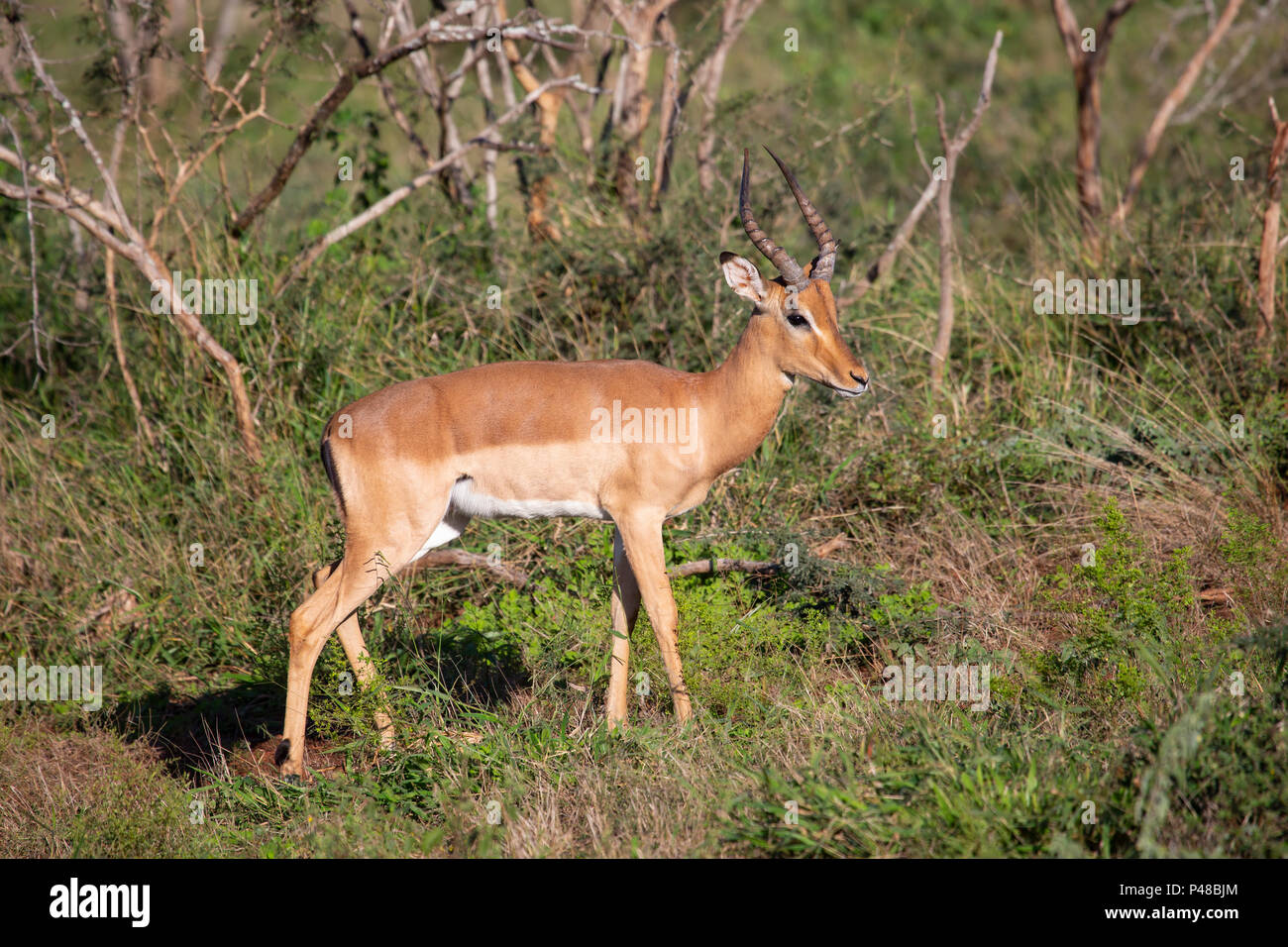 Impala Aepyceros melampus im Profil im afrikanischen Busch Stockfoto