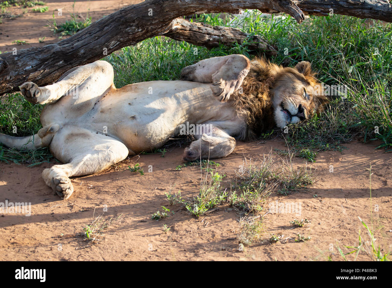 Männliche Löwe Panthera leo liegend schlafen in ein ungainly Position Stockfoto