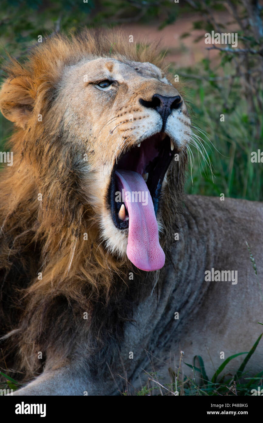 In der Nähe von Lion Head Panthera leo Brüllen Stockfoto