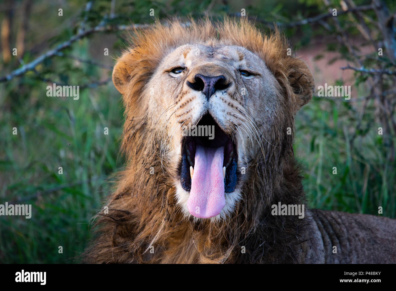 In der Nähe von Lion Head Panthera leo Brüllen Stockfoto
