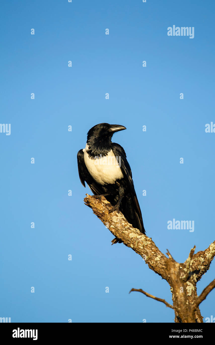 Pied Crow Corvus Albus in hocken auf einem alten toten Baum Niederlassung in Südafrika Stockfoto