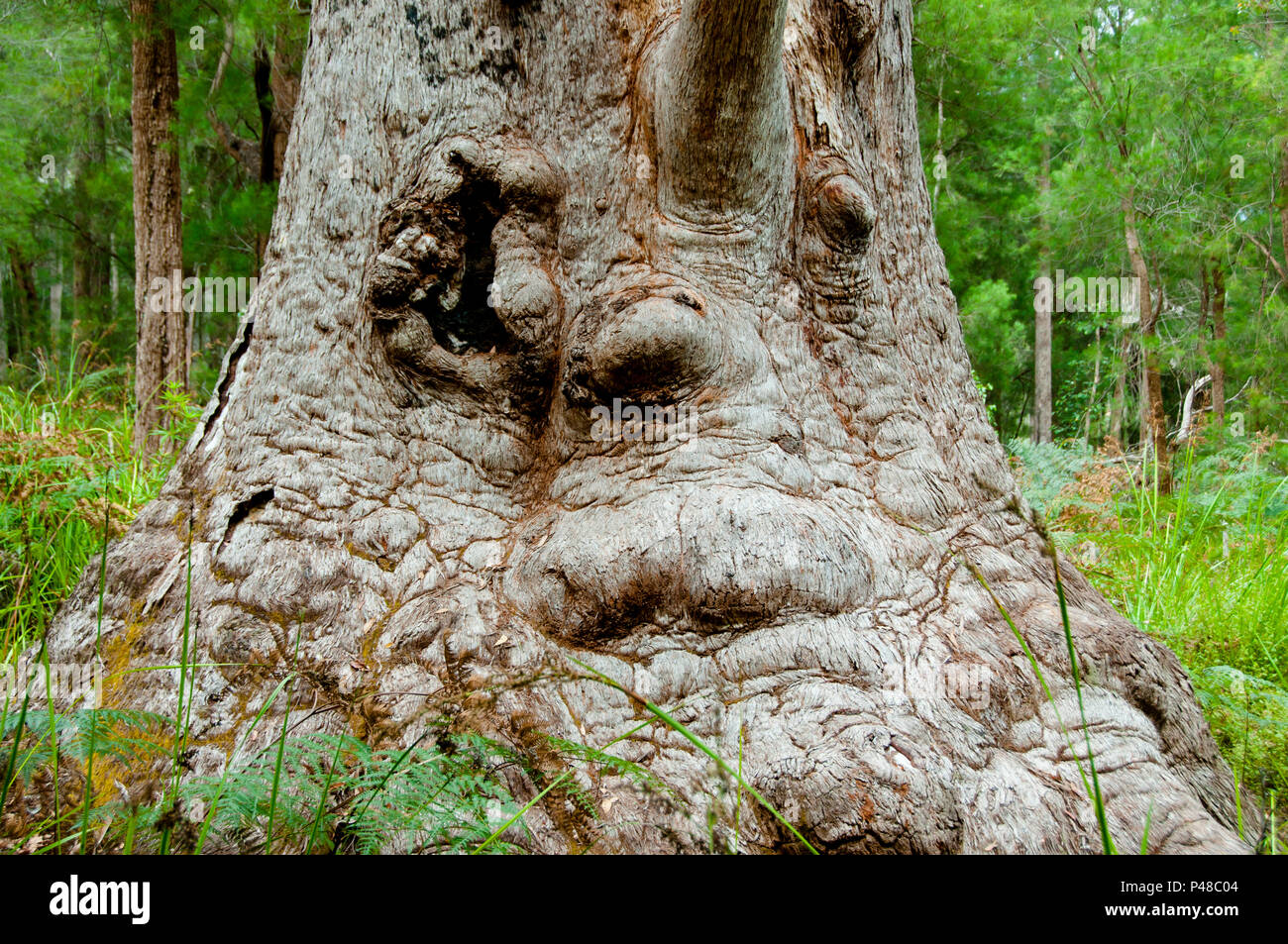 Giant Tingle Tree - Blaustein - Australien Stockfoto