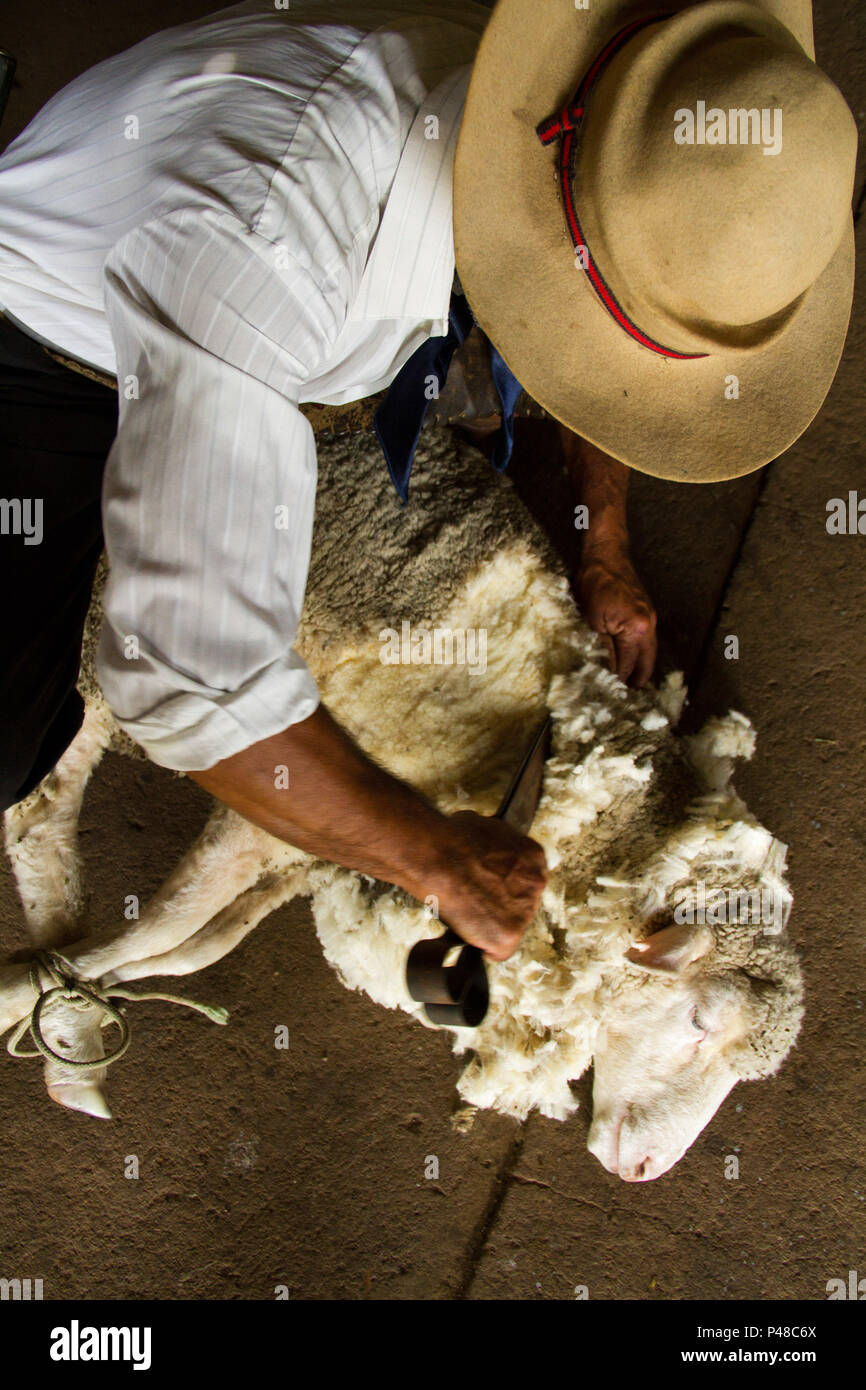 SANTANA DO LIVRAMENTO, RS - 24.03.2015: TOSQUIA - Processo de retirada De López De um Tier por causa do Calor e com o objetivo de comercializar, num Campo keine Distrito de Sarandi. (Foto: Valquer Rosa/Fotoarena) Stockfoto