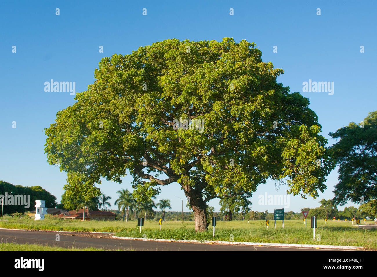 GUIA LOPES DA LAGUNA, MS - 18.03.2015: ARVORE DE PEQUI - Árvore de pequi (Caryocar brasiliense) às margens de uma Rodovia. (Foto: Daniel De Granville/Fotoarena) Stockfoto