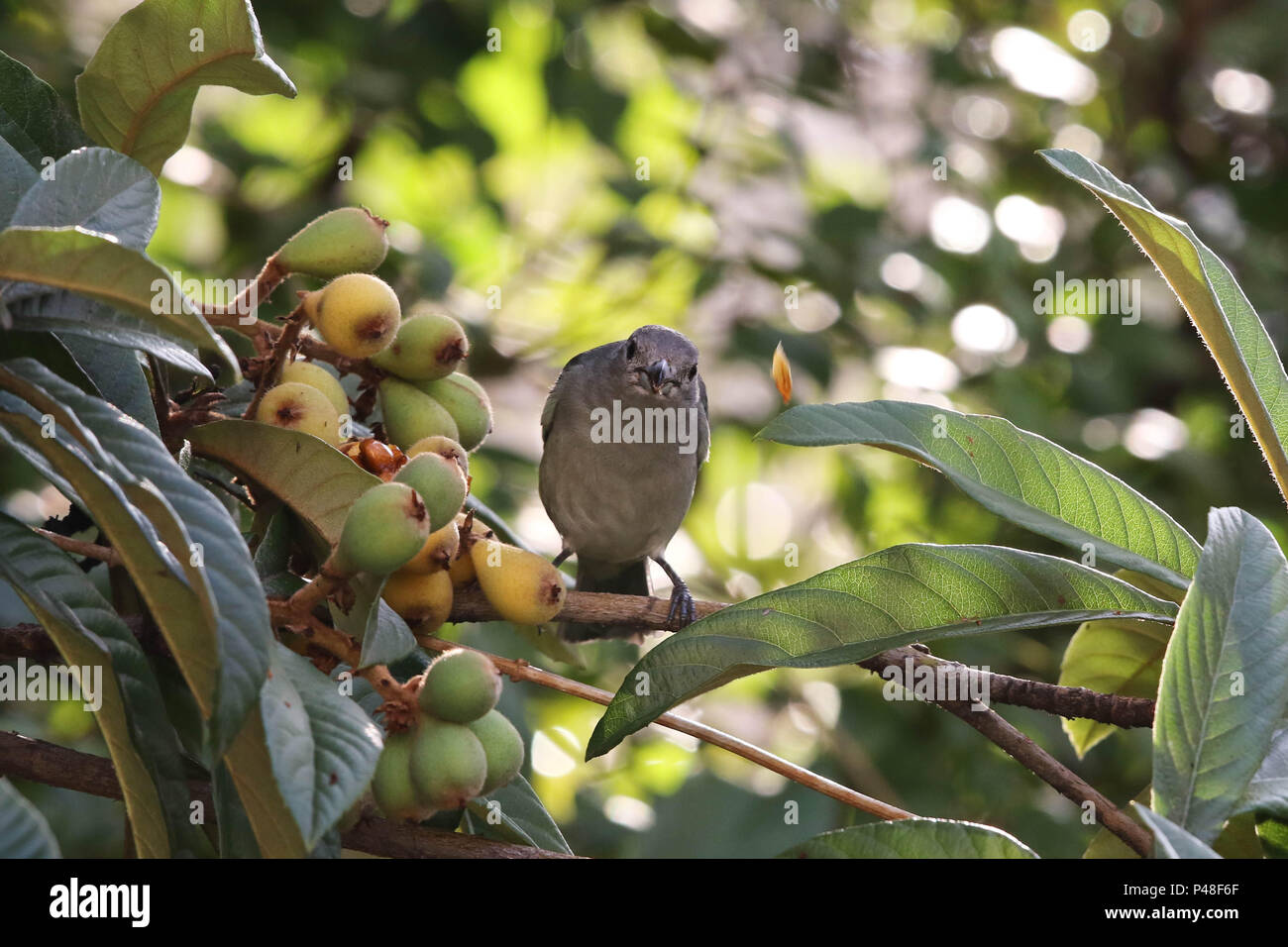 SÃO PAULO, SP - 18.06.2015: SANHAÇO - CINZENTO EM NESPEREIRA - Casal de Aves da espécie sanhaço - cinzento (Tangara sayaca) se Alimente de algumas conhecidas nêspera, em partes do Brasil como ameixa - Amarela, em nespereira (Eriobotrya japonica) na Cidade de São Paulo-SP. (Foto: André Chaco/Fotoarena) Stockfoto