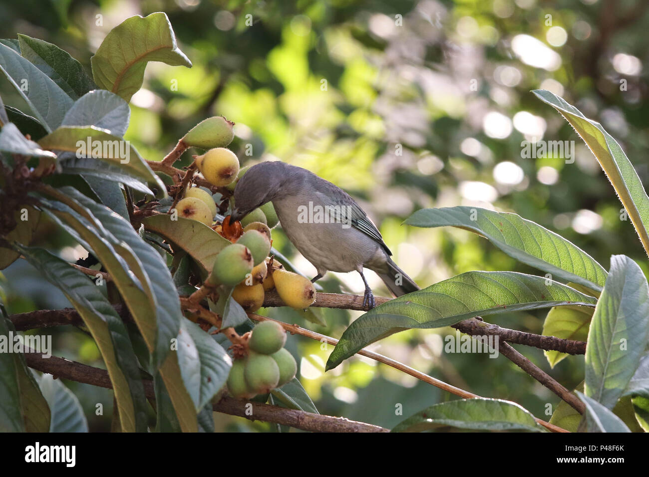 SÃO PAULO, SP - 18.06.2015: SANHAÇO - CINZENTO EM NESPEREIRA - Casal de Aves da espécie sanhaço - cinzento (Tangara sayaca) se Alimente de algumas conhecidas nêspera, em partes do Brasil como ameixa - Amarela, em nespereira (Eriobotrya japonica) na Cidade de São Paulo-SP. (Foto: André Chaco/Fotoarena) Stockfoto