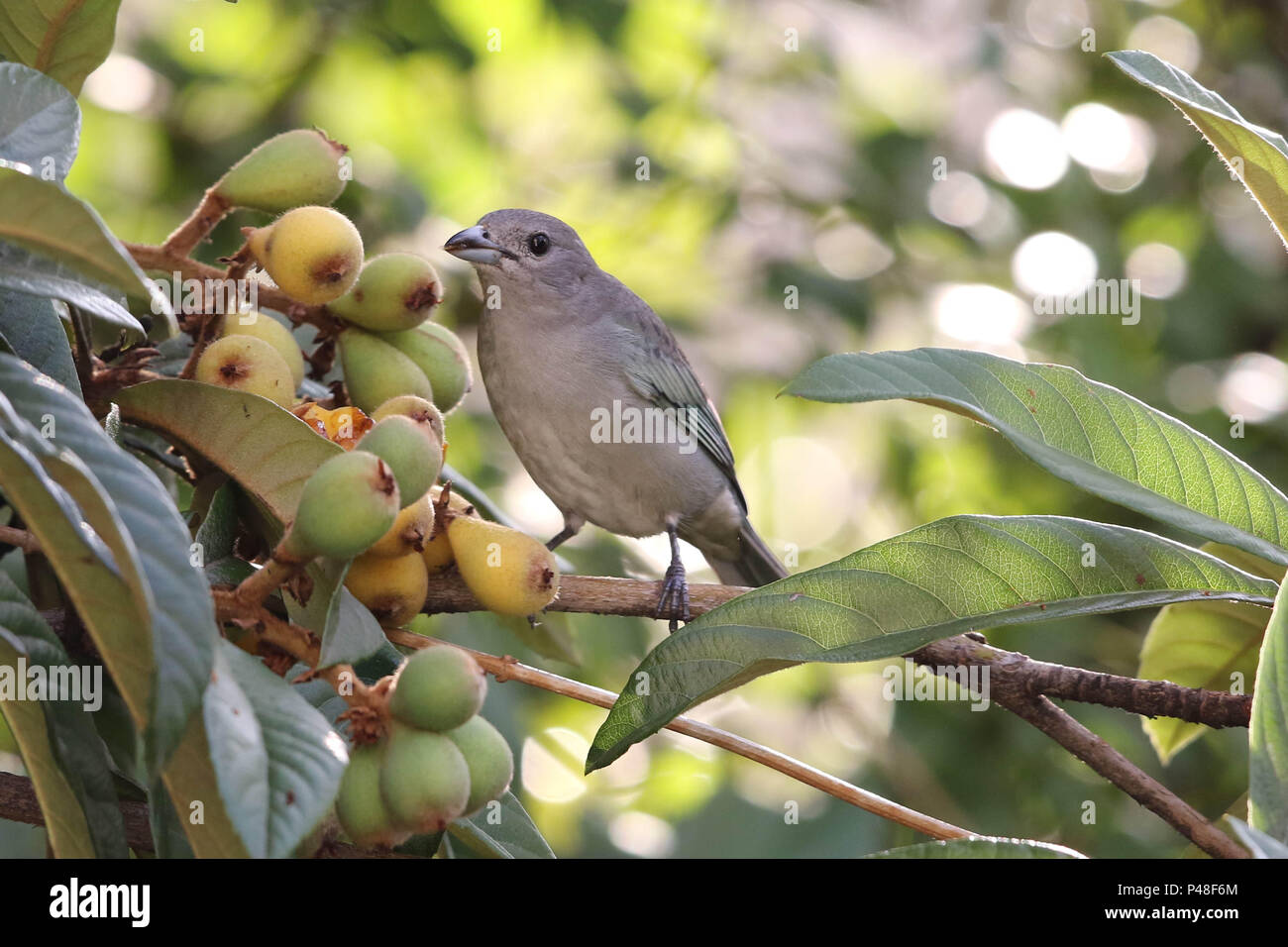 SÃO PAULO, SP - 18.06.2015: SANHAÇO - CINZENTO EM NESPEREIRA - Casal de Aves da espécie sanhaço - cinzento (Tangara sayaca) se Alimente de algumas conhecidas nêspera, em partes do Brasil como ameixa - Amarela, em nespereira (Eriobotrya japonica) na Cidade de São Paulo-SP. (Foto: André Chaco/Fotoarena) Stockfoto