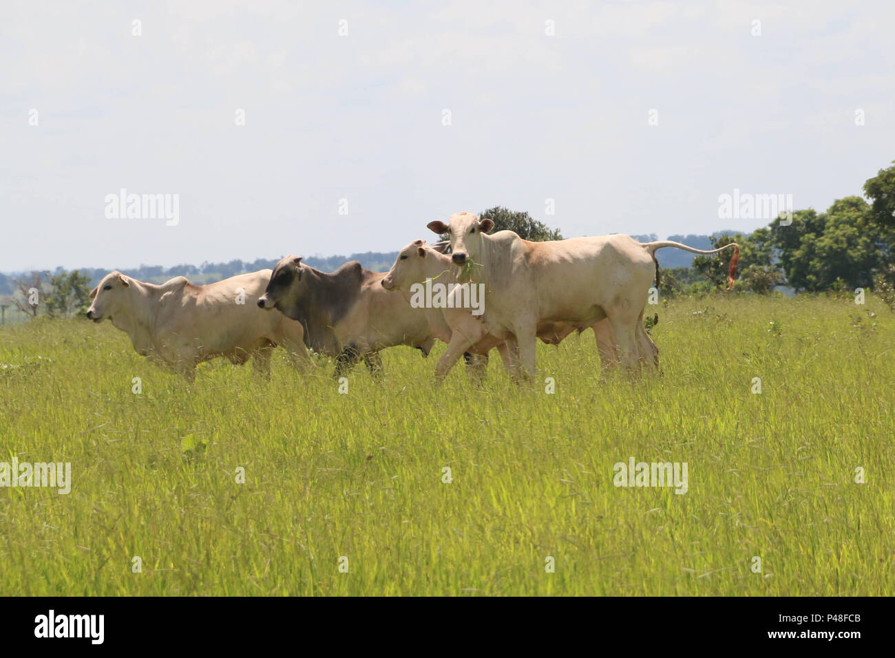 NOVA ANDRADINA, MS - 24.03.2015: GADO EM NOVA ANDRADINA MS-Gado nelore localizada em Fazenda na Cidade de Nova Andradina-MS. (Foto: André Chaco/Fotoarena) Stockfoto