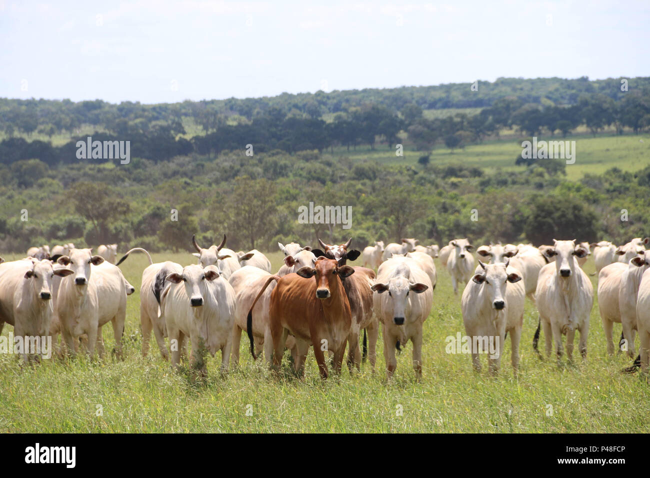 NOVA ANDRADINA, MS - 24.03.2015: GADO EM NOVA ANDRADINA MS-Gado nelore localizada em Fazenda na Cidade de Nova Andradina-MS. (Foto: André Chaco/Fotoarena) Stockfoto