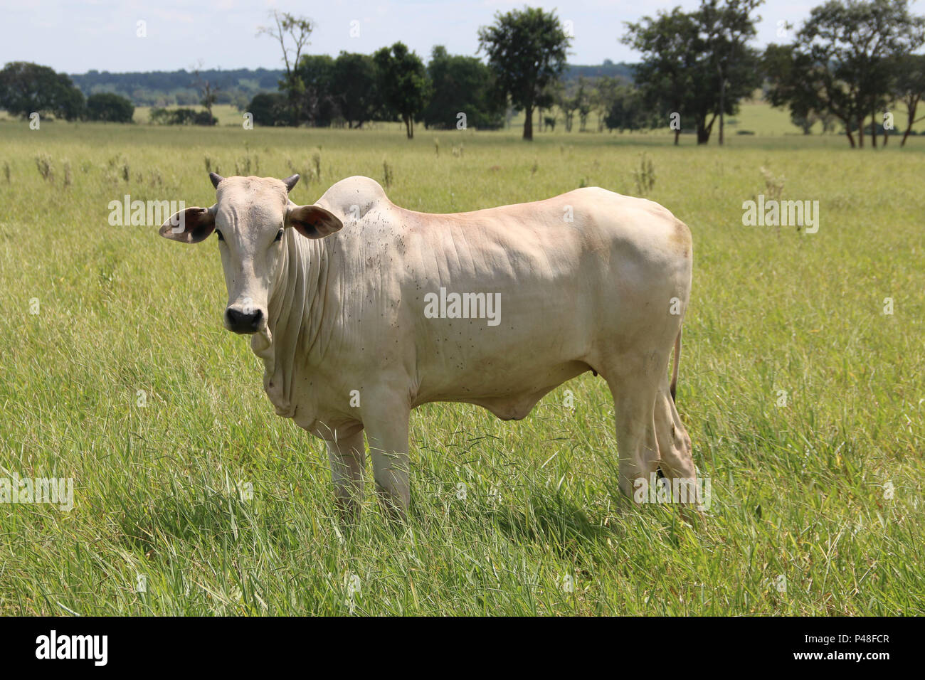 NOVA ANDRADINA, MS - 24.03.2015: GADO EM NOVA ANDRADINA MS-Gado nelore localizada em Fazenda na Cidade de Nova Andradina-MS. (Foto: André Chaco/Fotoarena) Stockfoto