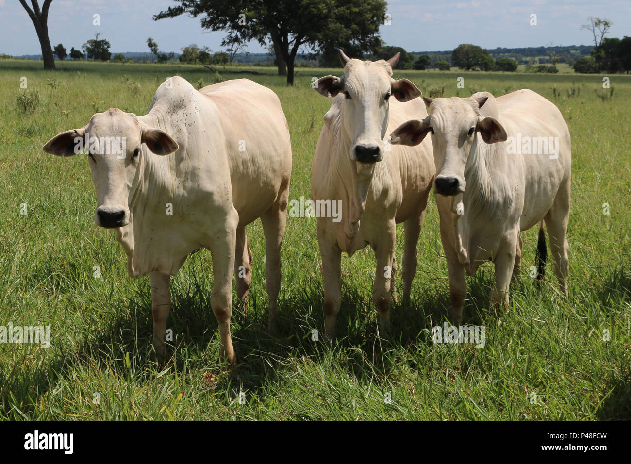 NOVA ANDRADINA, MS - 24.03.2015: GADO EM NOVA ANDRADINA MS-Gado nelore localizada em Fazenda na Cidade de Nova Andradina-MS. (Foto: André Chaco/Fotoarena) Stockfoto