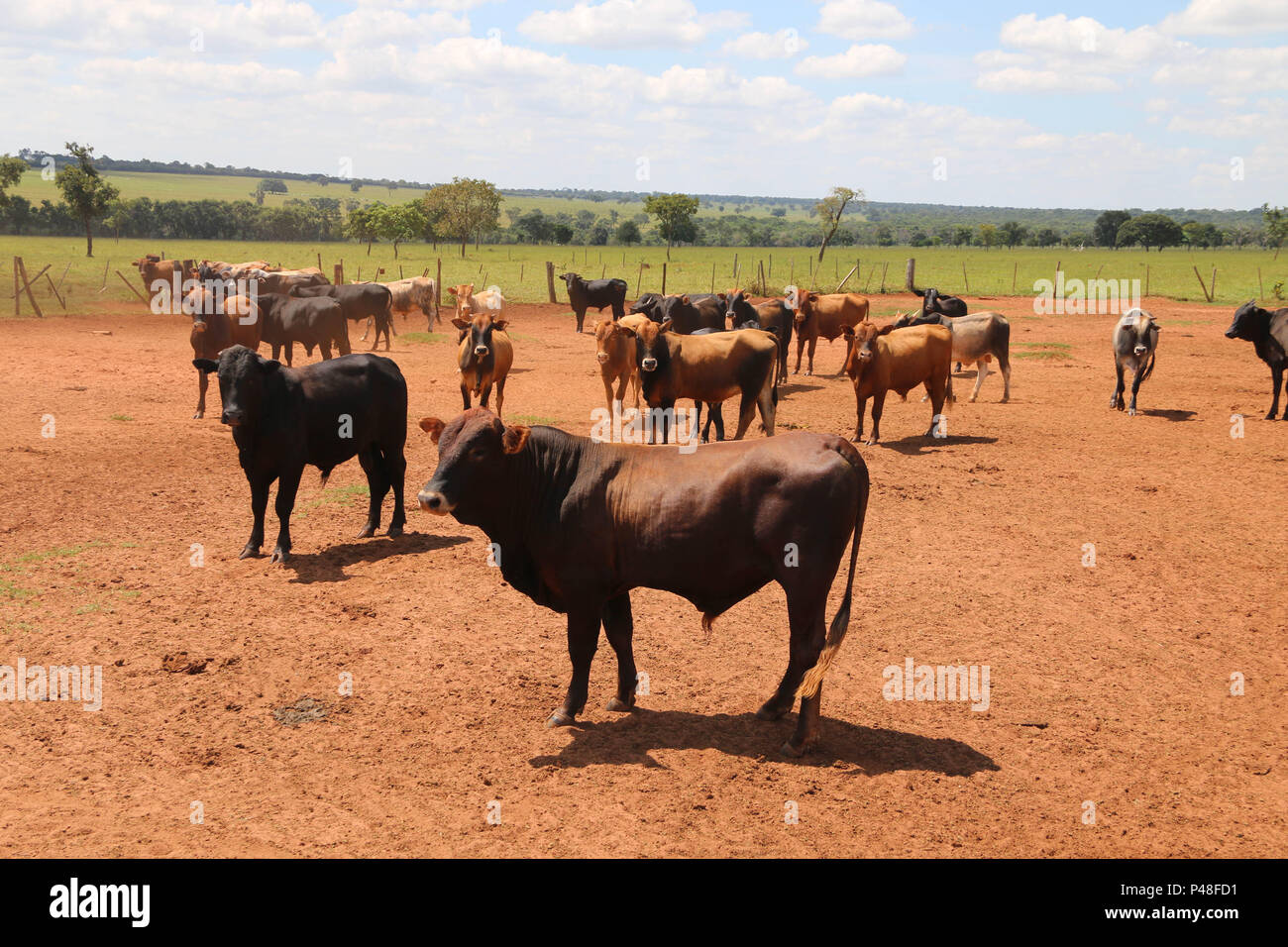 NOVA ANDRADINA, MS - 24.03.2015: GADO EM NOVA ANDRADINA MS-Gado nelore localizada em Fazenda na Cidade de Nova Andradina-MS. (Foto: André Chaco/Fotoarena) Stockfoto