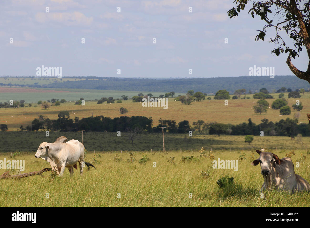 NOVA ANDRADINA, MS - 24.03.2015: GADO EM NOVA ANDRADINA MS-Gado nelore localizada em Fazenda na Cidade de Nova Andradina-MS. (Foto: André Chaco/Fotoarena) Stockfoto