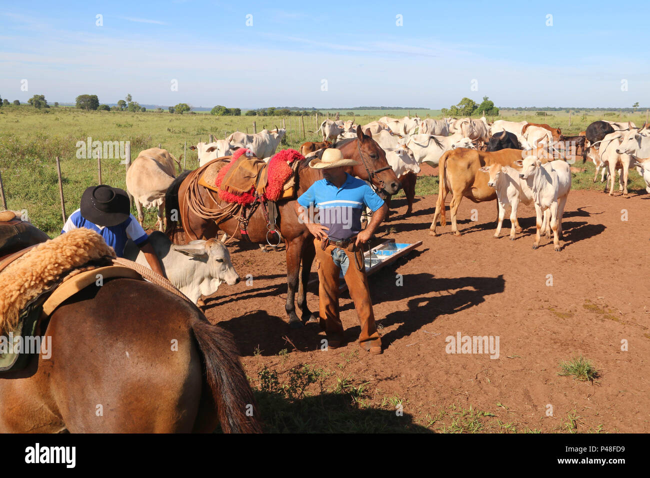 NOVA ANDRADINA, MS - 24.03.2015: GADO EM NOVA ANDRADINA MS-Boiadeiros verificam boiada de Gado nelore localizada em Fazenda na Cidade de Nova Andradina-MS. (Foto: André Chaco/Fotoarena) Stockfoto