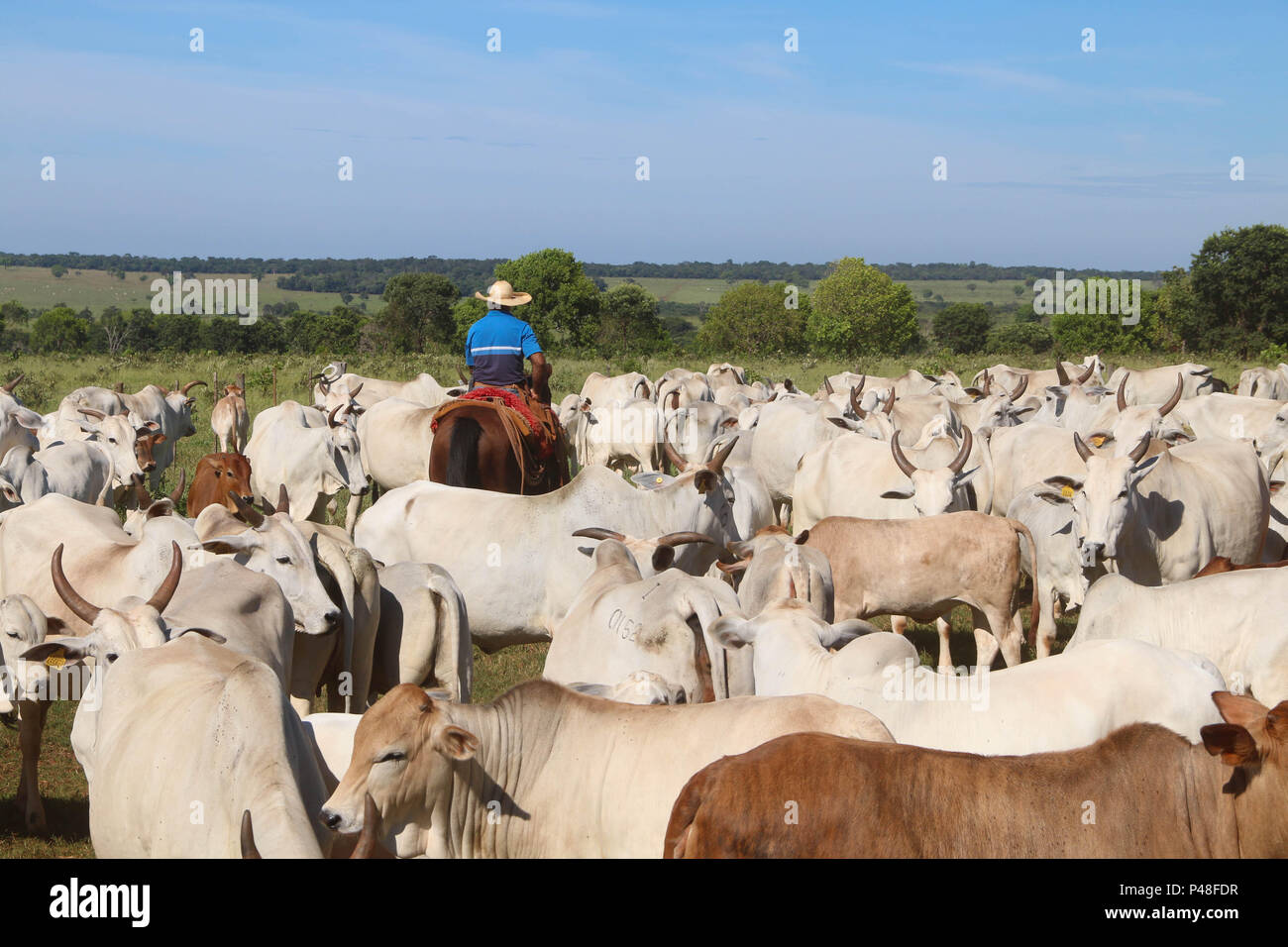 NOVA ANDRADINA, MS - 24.03.2015: GADO EM NOVA ANDRADINA MS-Boiadeiro toca boiada de Gado nelore localizada em Fazenda na Cidade de Nova Andradina-MS. (Foto: André Chaco/Fotoarena) Stockfoto