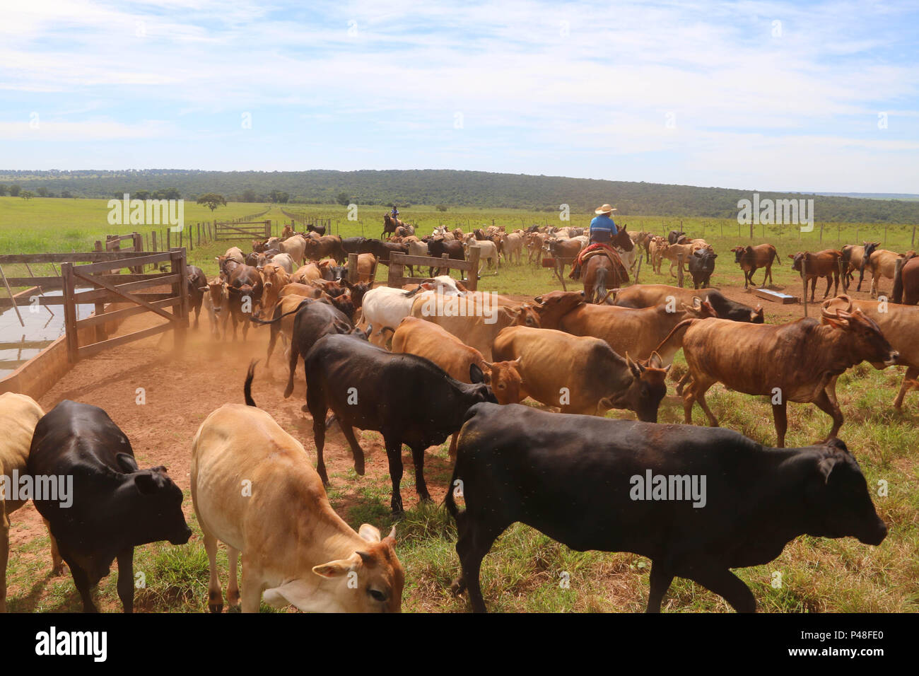 NOVA ANDRADINA, MS - 24.03.2015: GADO EM NOVA ANDRADINA MS-Boiadeiro toca boiada de Gado nelore localizada em Fazenda na Cidade de Nova Andradina-MS. (Foto: André Chaco/Fotoarena) Stockfoto