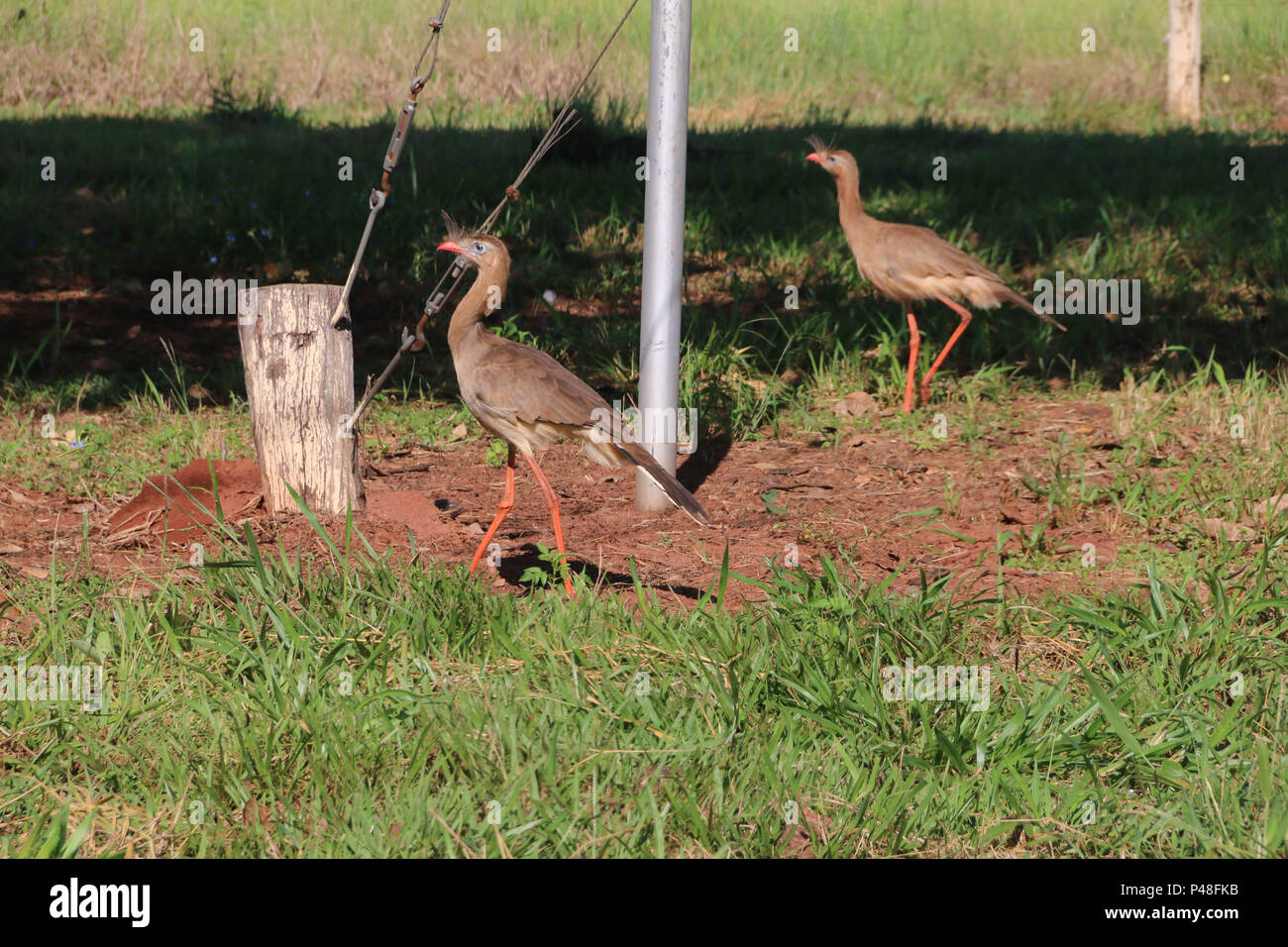 NOVA ANDRADINA, MS - 24.03.2015: seriemas SERIEMAS - Aves (cariama cristata) São vistas em Fazenda na Cidade de Nova Andradia, MS. (Foto: André Chaco/Fotoarena) Stockfoto