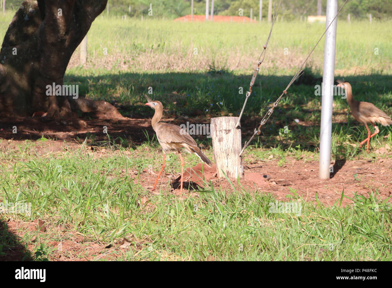 NOVA ANDRADINA, MS - 24.03.2015: seriemas SERIEMAS - Aves (cariama cristata) São vistas em Fazenda na Cidade de Nova Andradia, MS. (Foto: André Chaco/Fotoarena) Stockfoto