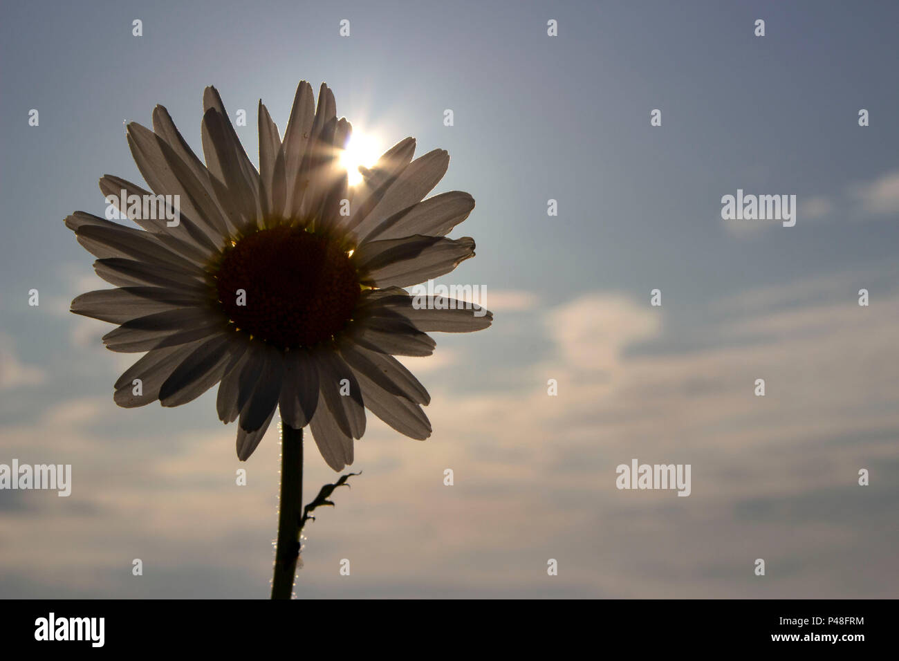 Single Daisy Flower in der Abendsonne Stockfoto