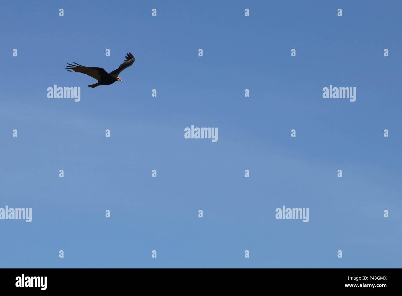 NOVA ANDRADINA, MS - 24.03.2015: URUBU-DA-MATA-Detalhe de urubu-da-mata (cathartes melambrotus) Durante voo na Cidade de Nova Andradina-MS. (Foto: André Chaco/Fotoarena) Stockfoto