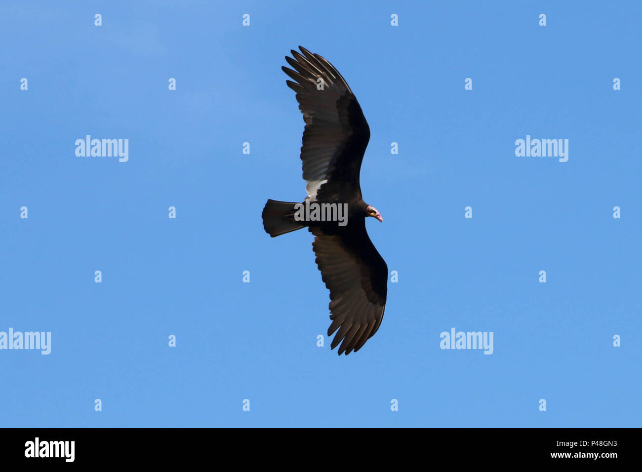 NOVA ANDRADINA, MS - 24.03.2015: URUBU-DA-MATA-Detalhe de urubu-da-mata (cathartes melambrotus) Durante voo na Cidade de Nova Andradina-MS. (Foto: André Chaco/Fotoarena) Stockfoto