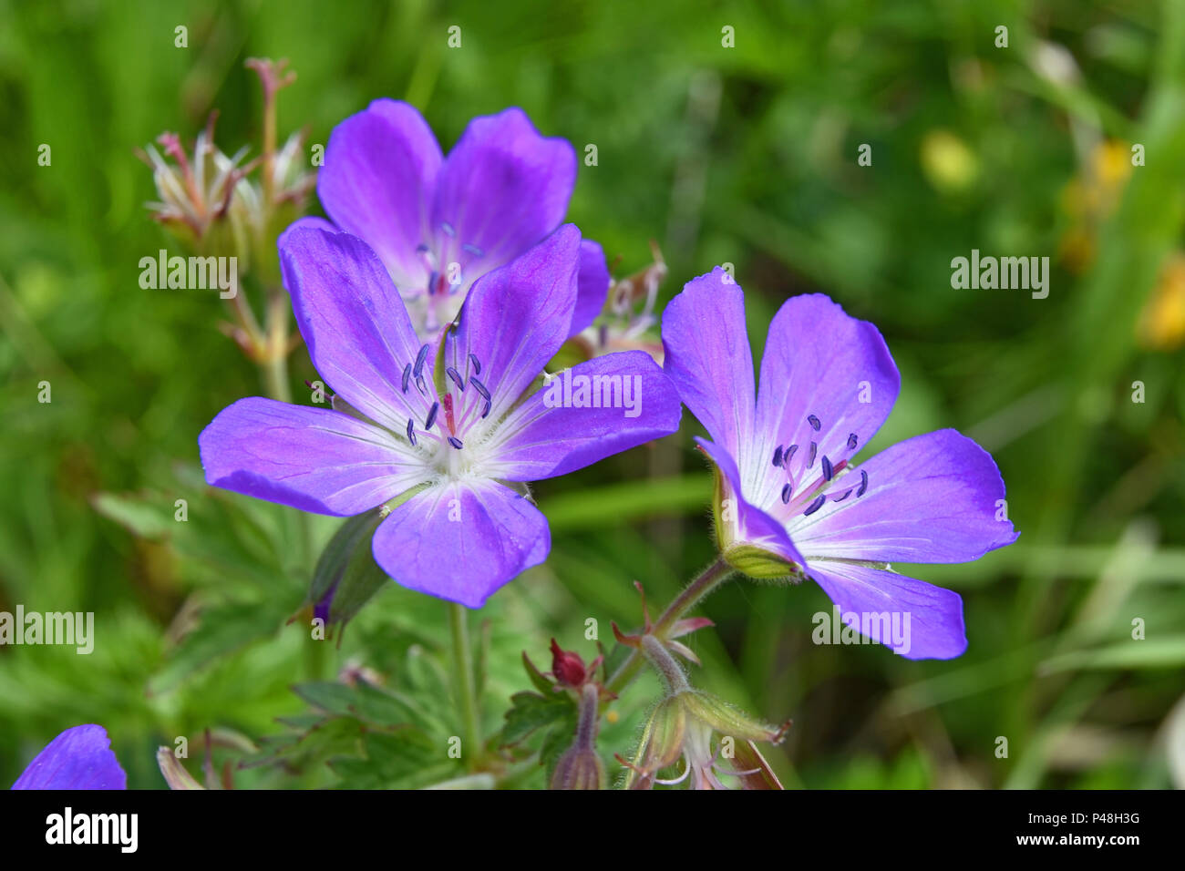 - Nahaufnahme einer Blüte blau/lila wild Geranium (Geranium pratense) auf verschwommen grünen Hintergrund. Selektiver Fokus Stockfoto