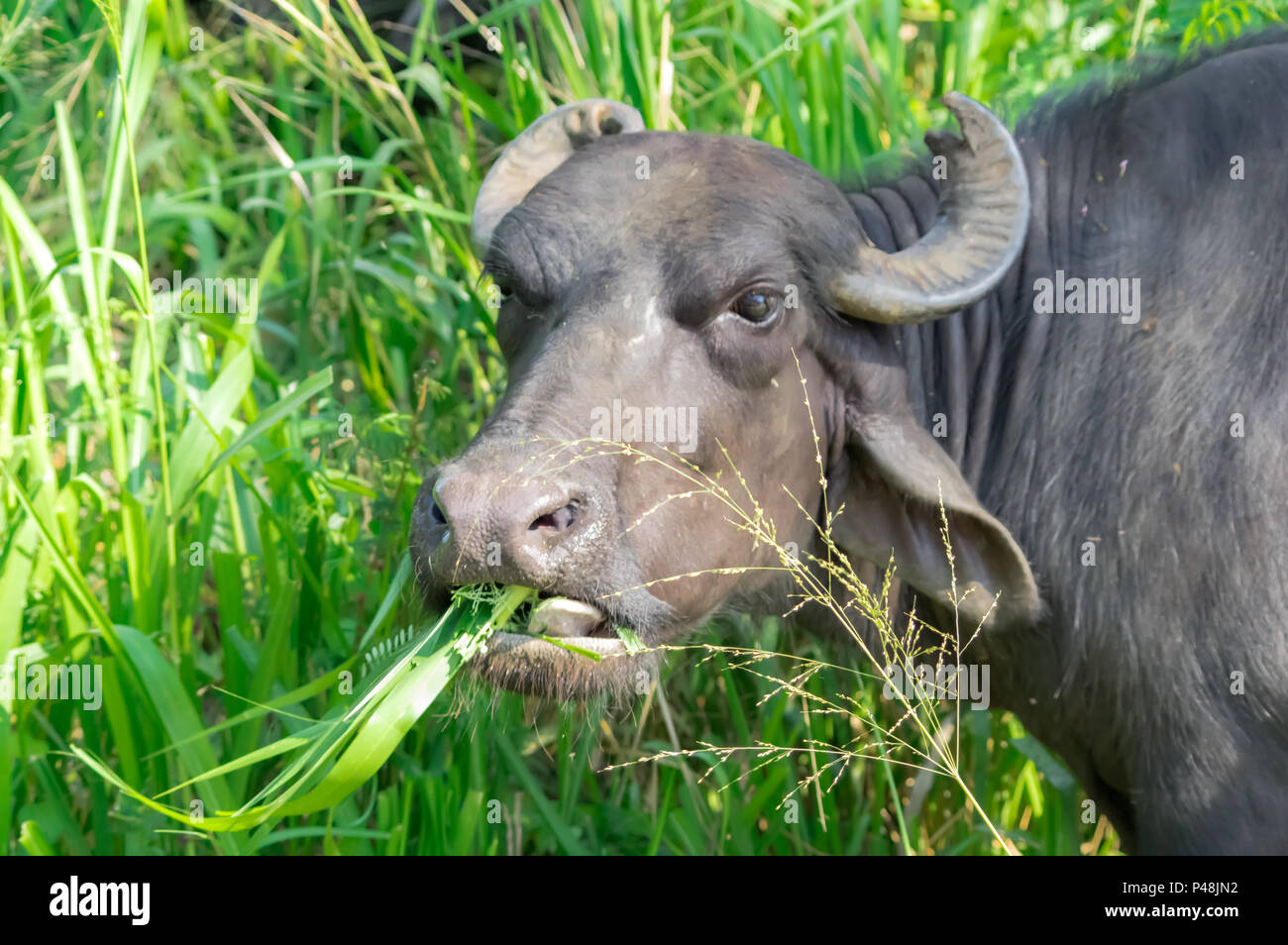 Kuh auf der Wiese grasen, Sri Lanka Stockfoto