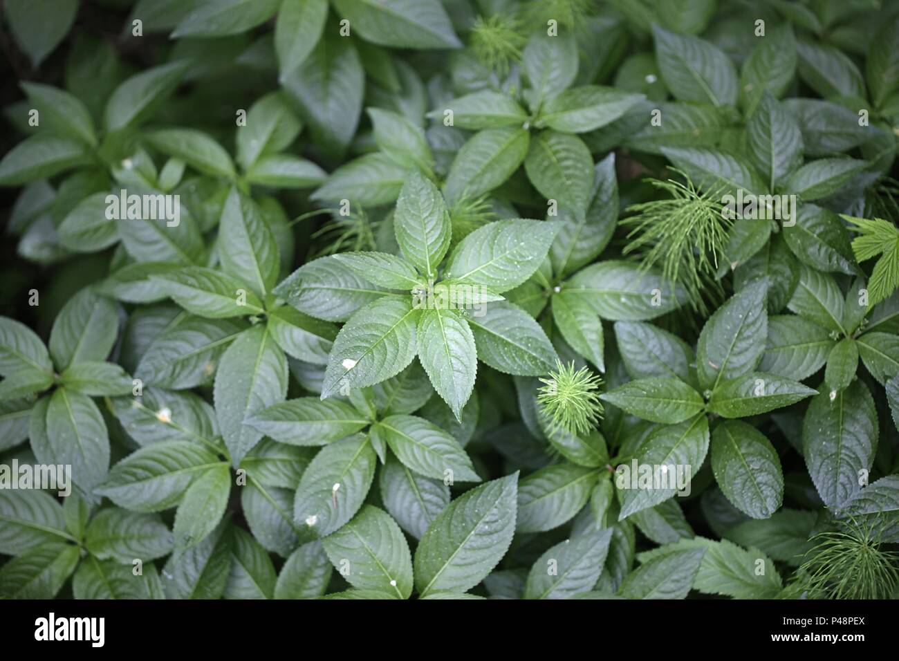 Der Hund Quecksilber oder Hund mercus, Mercurialis perennis Stockfoto