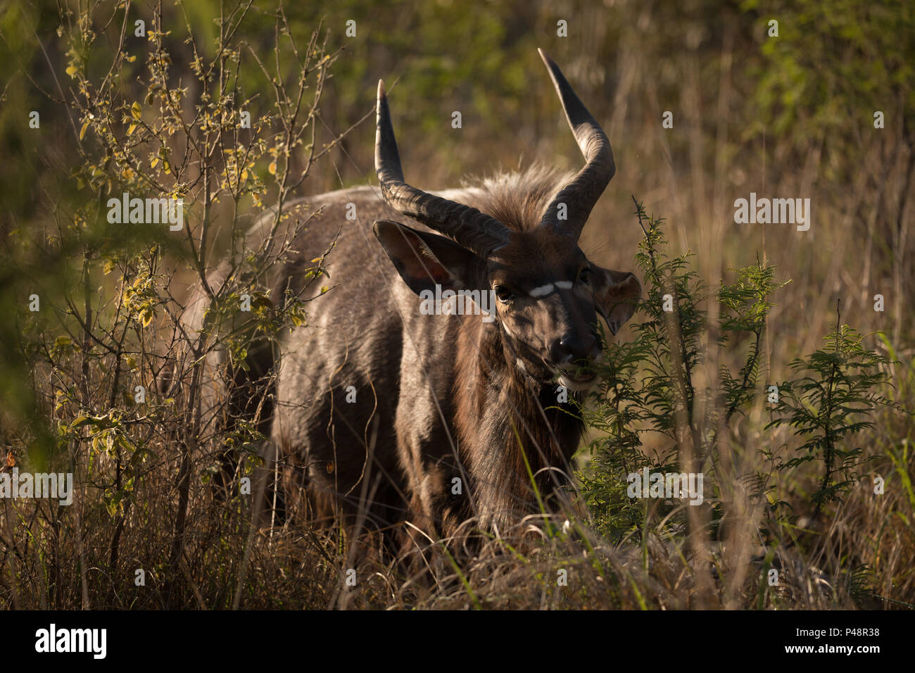 Wildes Tier im Safari Park Stockfoto