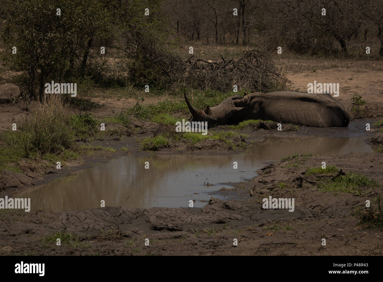 Rhinoceros entspannen in der Nähe von Unordnung Stockfoto