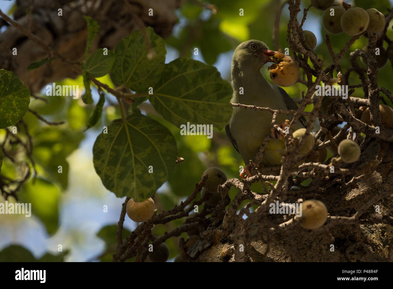 Vogel essen Beerenfrucht Stockfoto