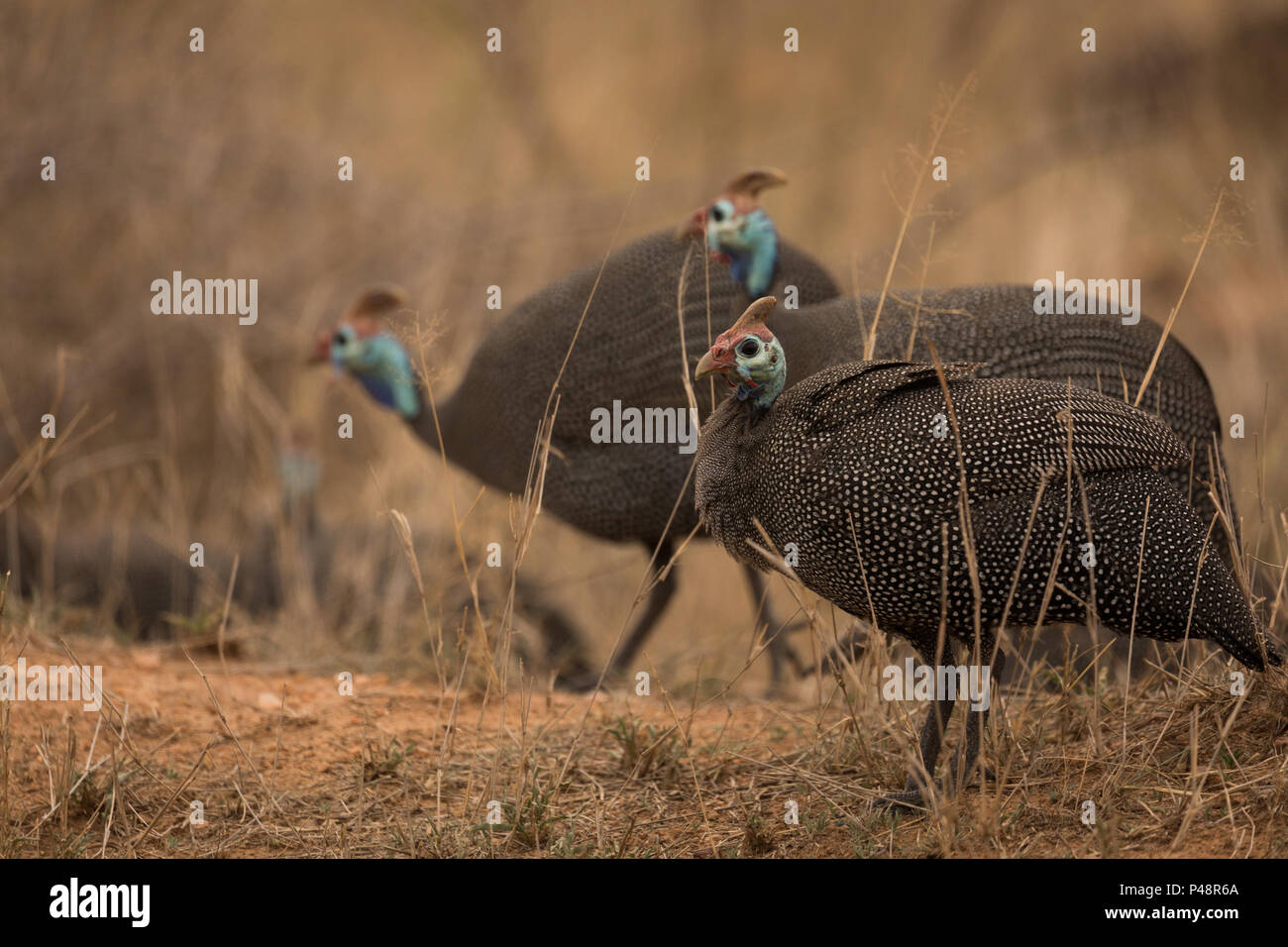 Türkei Vogel in Safari Park Stockfoto