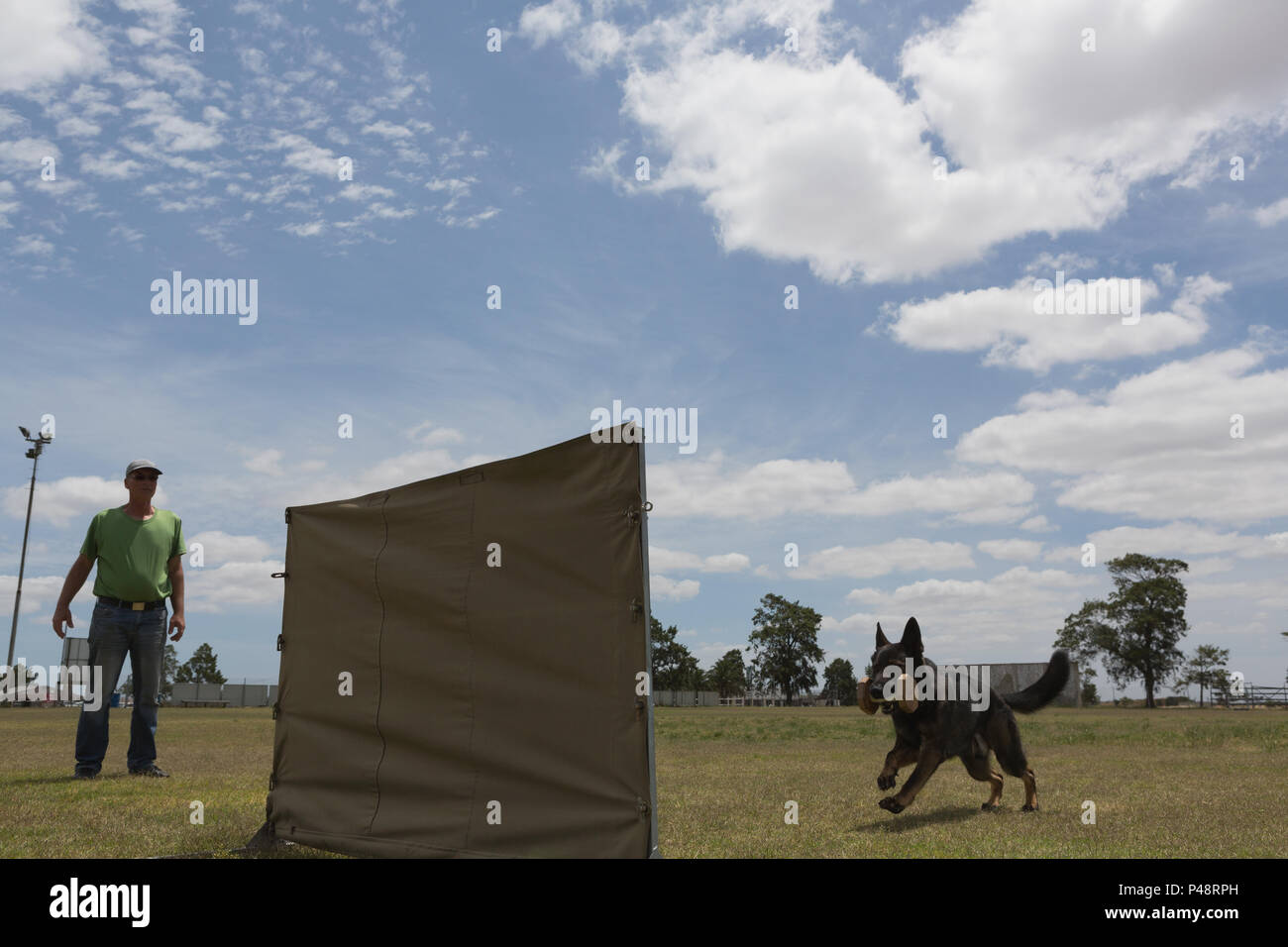 Trainer Ausbildung der Schäferhund im Feld Stockfoto