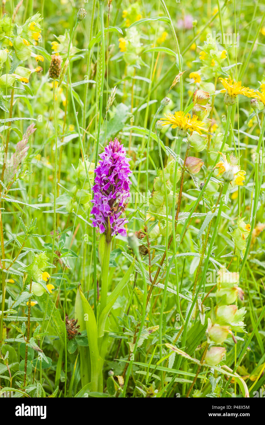 Südliche MARSH ORCHIDEE Blüte in einer ungemähten Wiese in Devon, Großbritannien Stockfoto