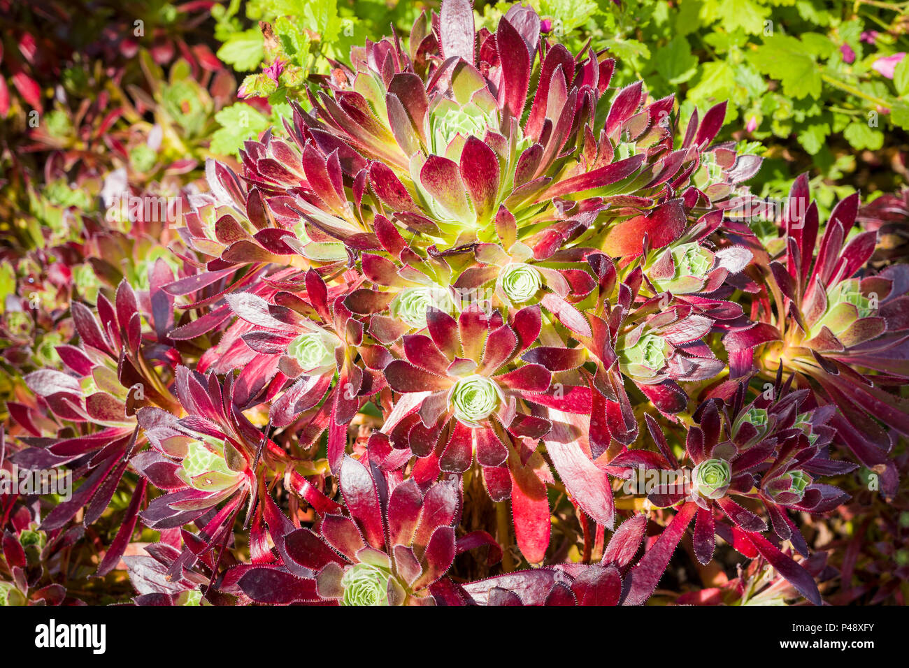 Aeonium Pen-du ist ein buntes saftige mit Rich bronze Blätter Stockfoto