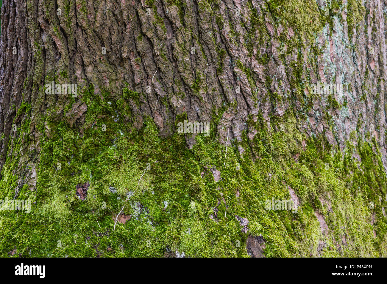 Grünen Flechten auf den Stamm eines Baumes/close-up des grünen Flechten auf einer Amtsleitung Stockfoto