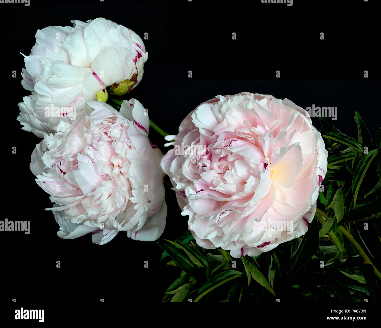 Schönen Blumenstrauß von sanften weiß-rosa Pfingstrosen in der Nähe auf einem schwarzen Hintergrund mit Platz für Text isoliert. Blumen mit zarten Blüten und zarten Stockfoto