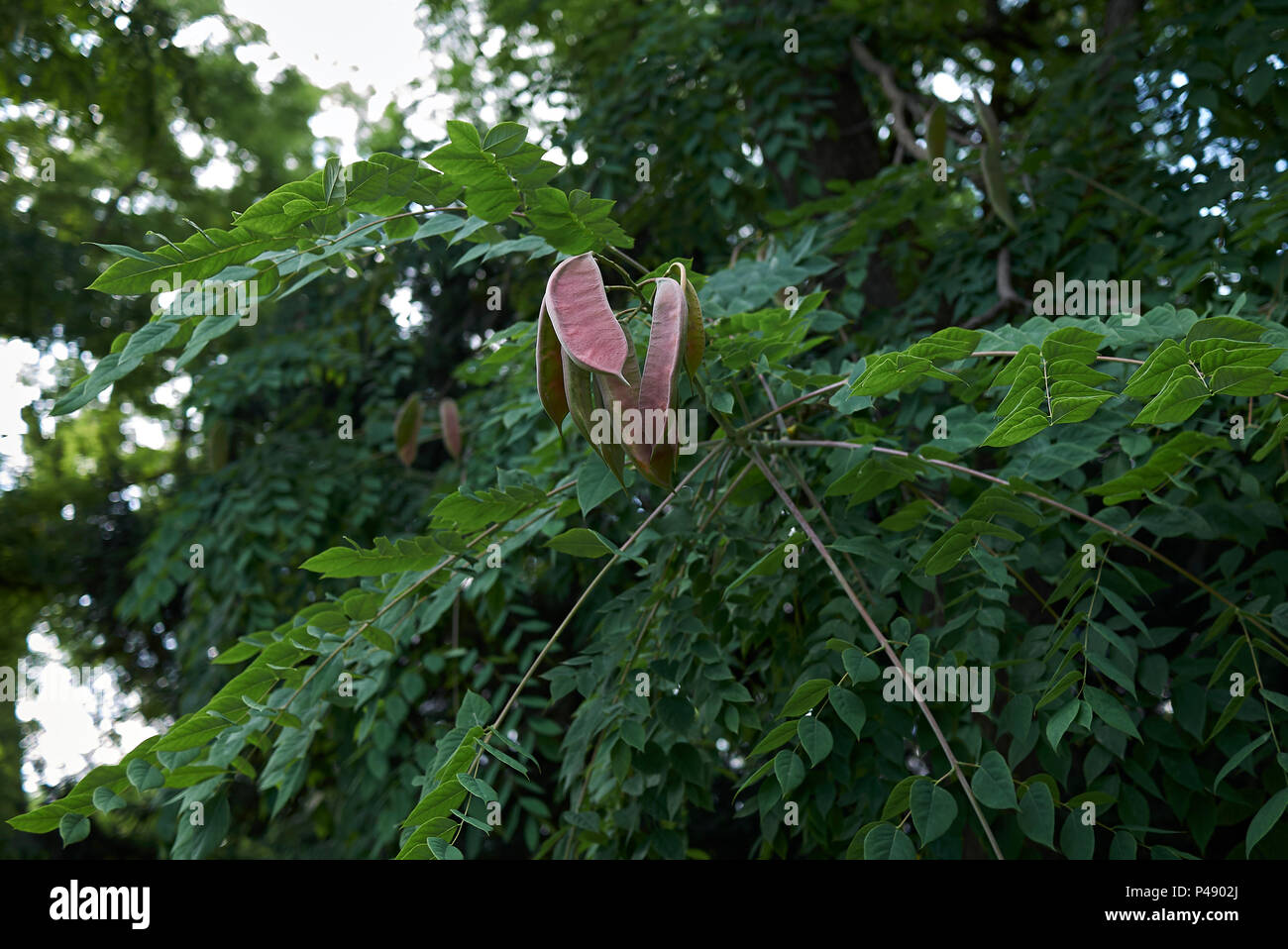 Gymnocladus dioicus Stockfoto