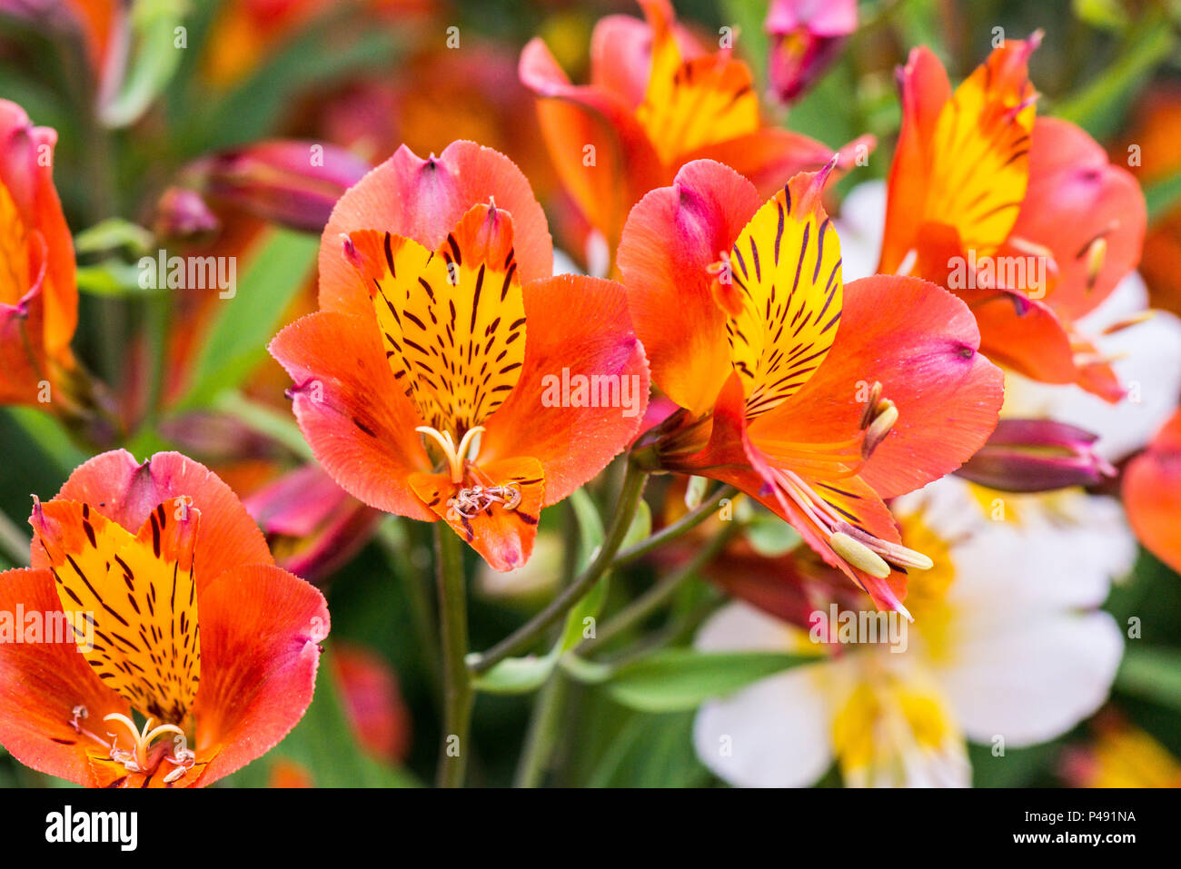 Ein reddy orange und gelb Peruanischen Lily (alstroemeria) Stockfoto