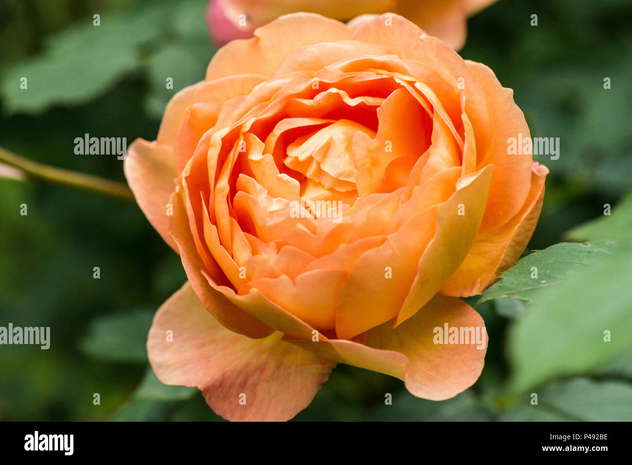 Die Blume eines Lady von shalott Rose Stockfoto