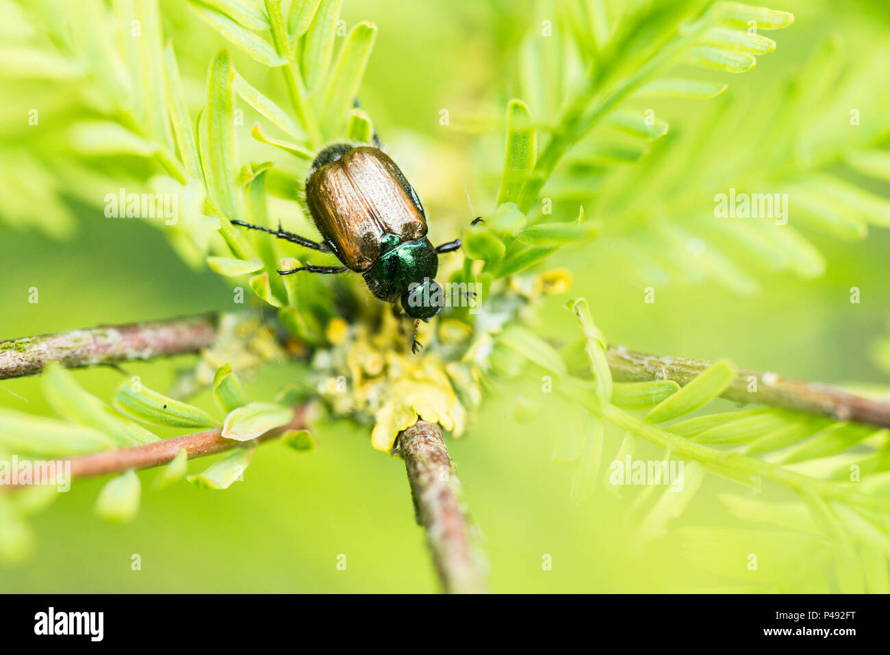 Ein Garten Kafer Kafer Phyllopertha Horticola Stockfoto Bild